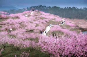 重庆永川圣水湖桃花岛